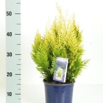 Chamaecyparis lawsoniana 'Ivonne'