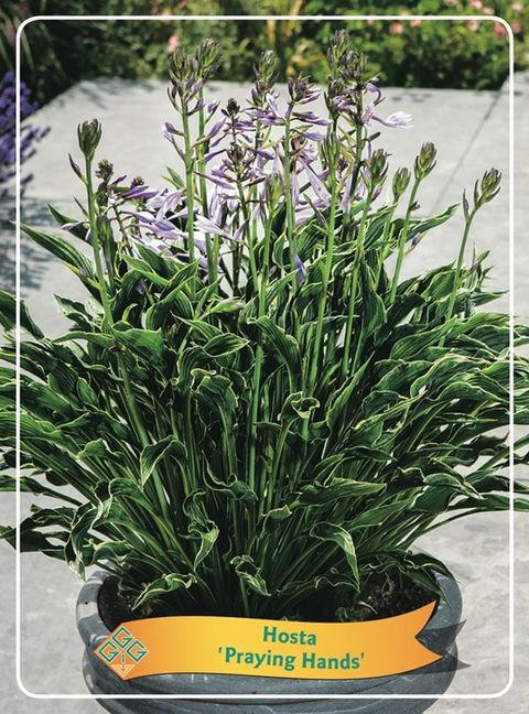 Hosta 'Praying Hands'