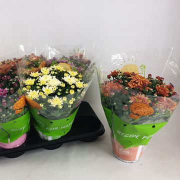 Chrysanthemum HOMERUN MIX