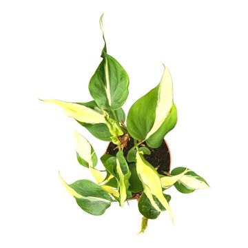 Philodendron 'Cream Splash'