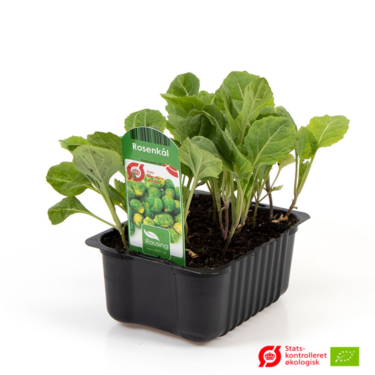 Rosenkohl Groninger Bio-Samen, 50 Stück – Winterhartes Gemüse Für Ernte Ab Oktober
