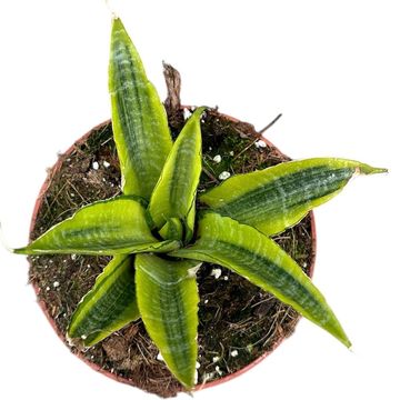 Sansevieria 'Gabriella Variegata'