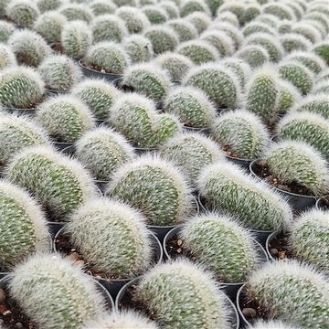 Cleistocactus straussii cristata