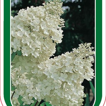 Hydrangea paniculata 'Grandiflora'