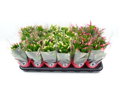 Schlumbergera MIX