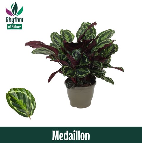 Calathea 'Medallion'
