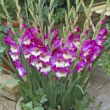 Gladiolus GLAMINI NAOMI