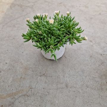 Delosperma cooperi MIX