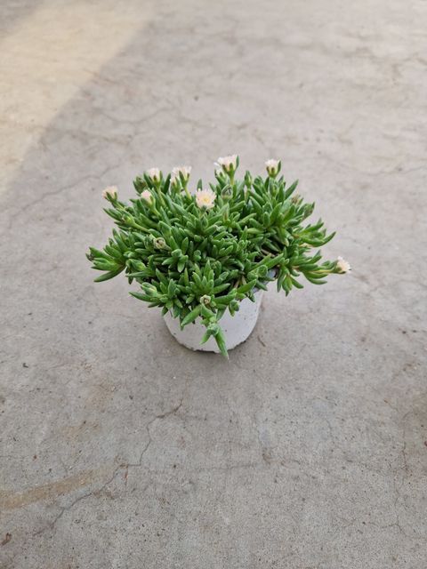 Delosperma cooperi MIX