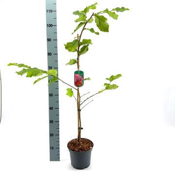 Parrotia persica 'Vanessa'