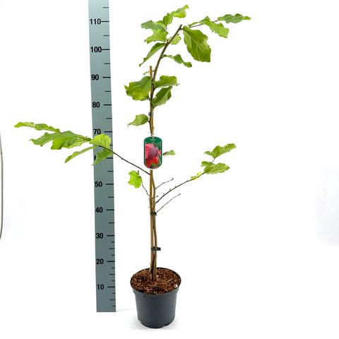 Parrotia persica 'Vanessa'