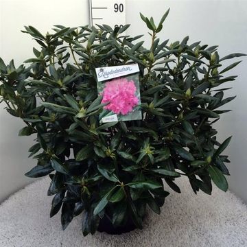 Rhododendron 'Розеум Элеганс'