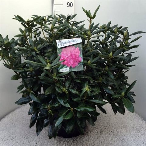 Rhododendron 'Розеум Элеганс'