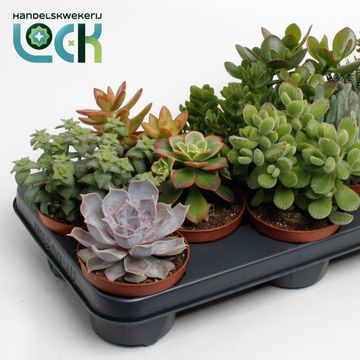 Suckulenter MIX