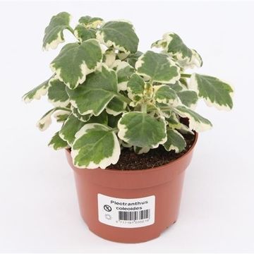 Plectranthus coleoides