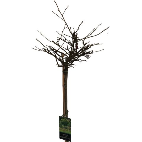 Quercus palustris 'Green Dwarf'