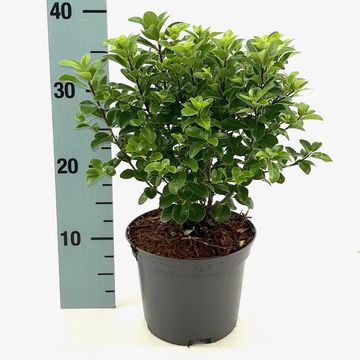 Pittosporum tenuifolium 'Irish Luck'