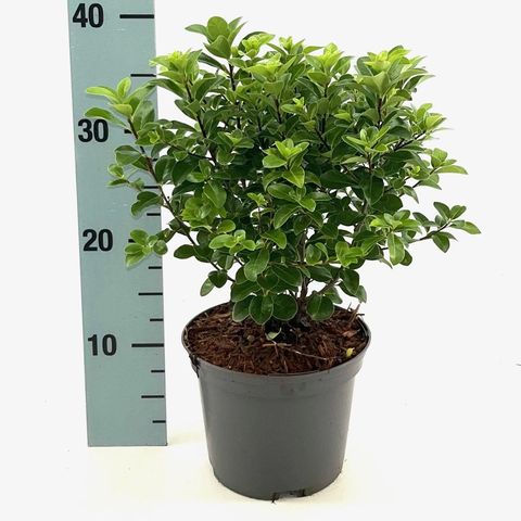 Pittosporum tenuifolium 'Irish Luck'
