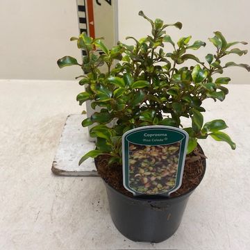 Coprosma repens 'Pina Colada'