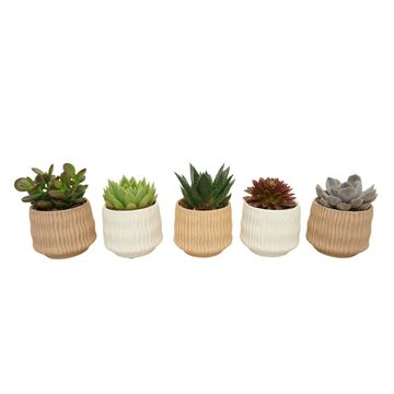 Succulents MIX IN POT