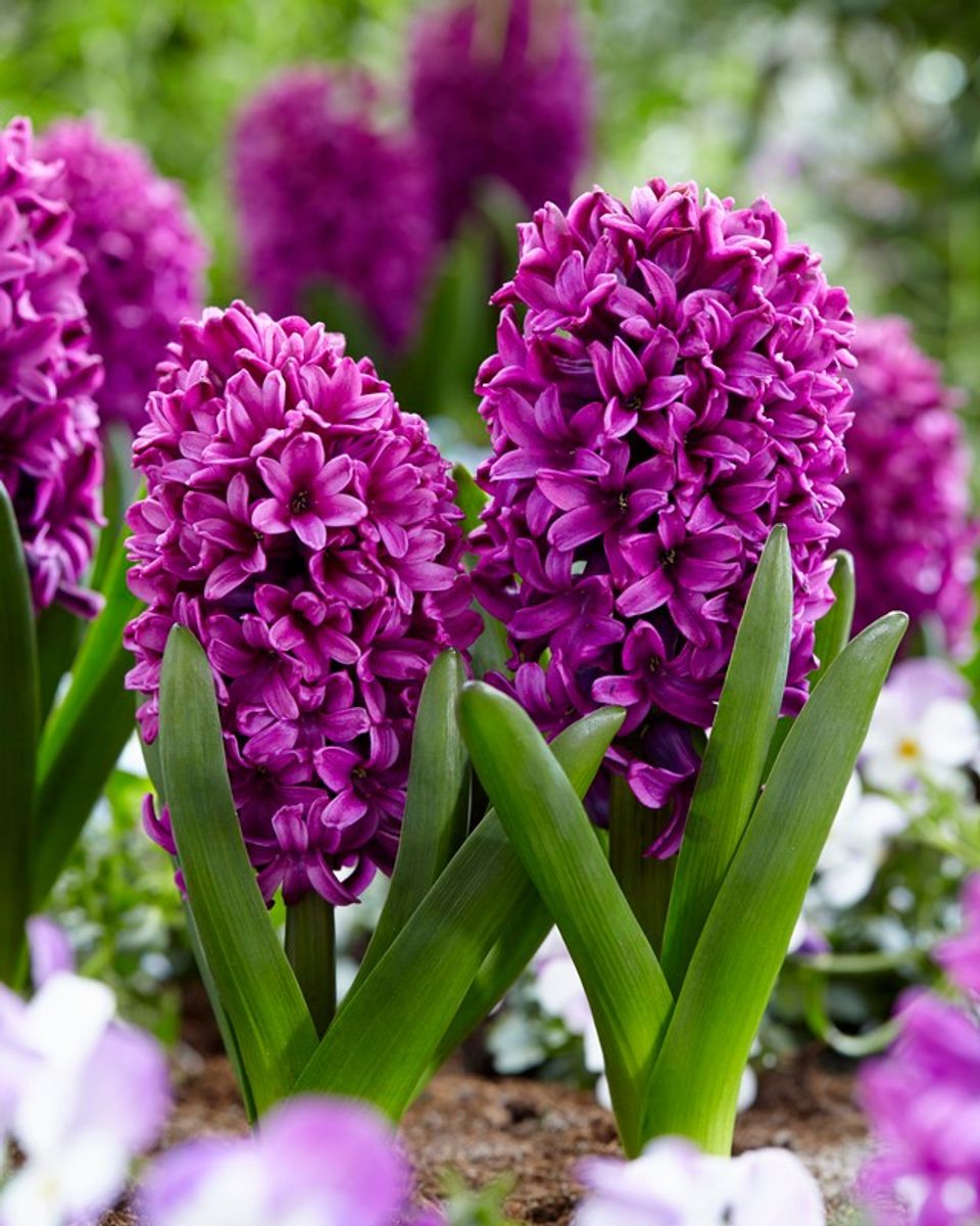 Hyacinthus orientalis 'Miss Saigon' — Plant Wholesale FlorAccess