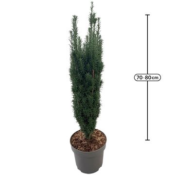 Taxus baccata 'Fastigiata'