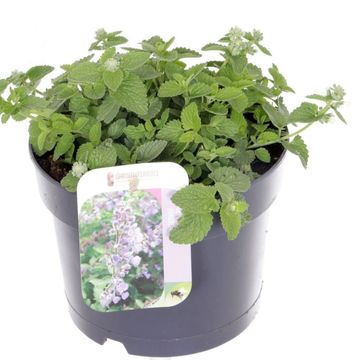 Nepeta 'Serene Frost'