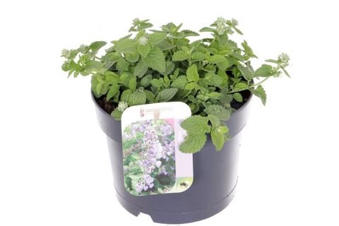 Nepeta 'Serene Frost'