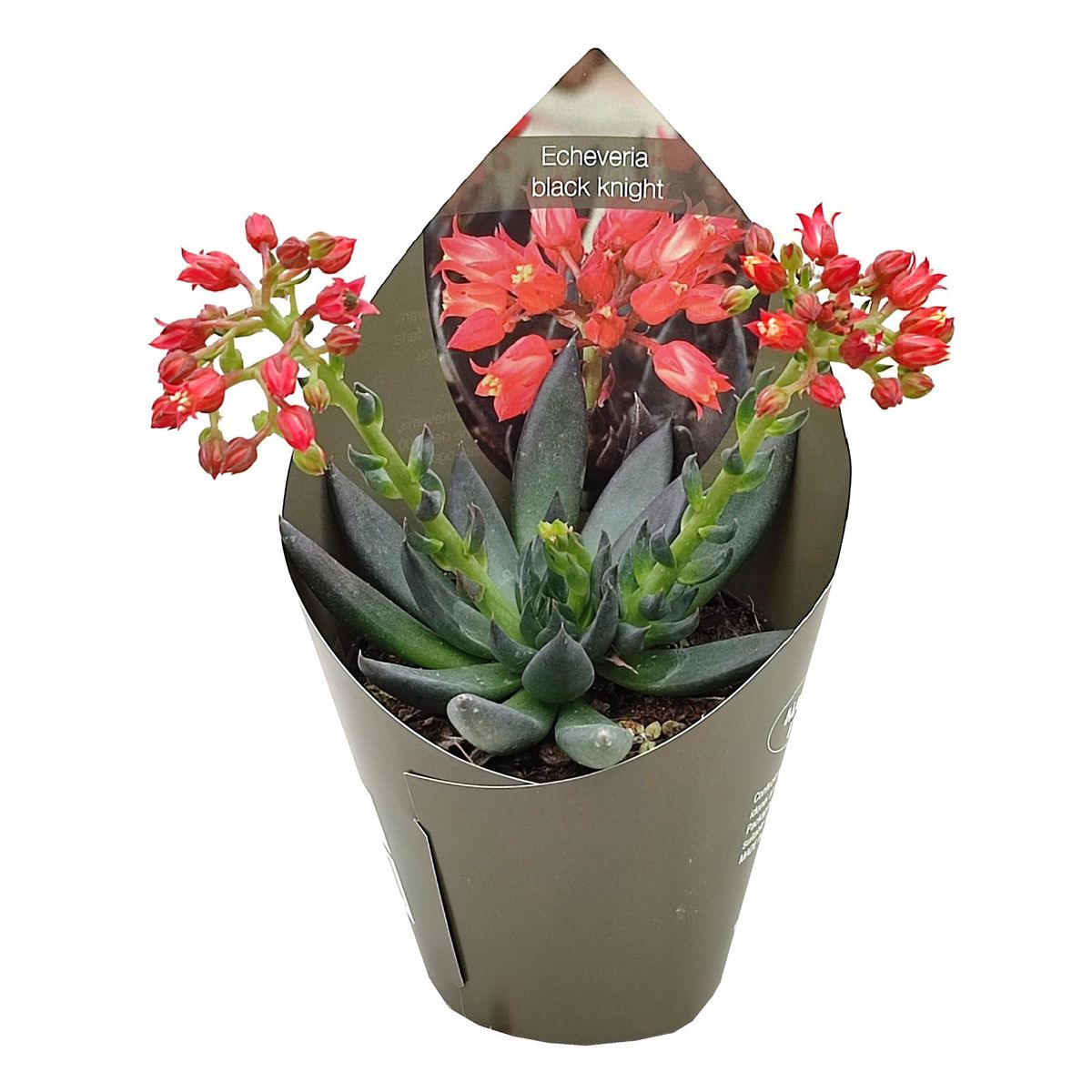 elephant foot succulent Succulent 'Elephant Bush'