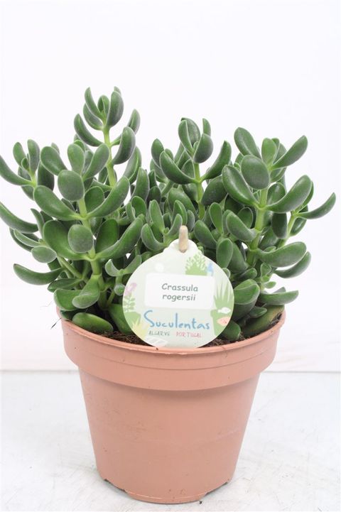 Crassula rogersii