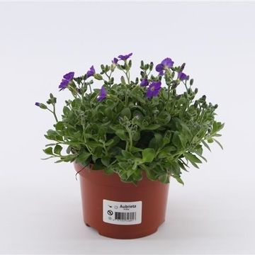Aubrieta gracilis 'Kitte'