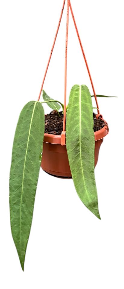 Anthurium pallidiflorum