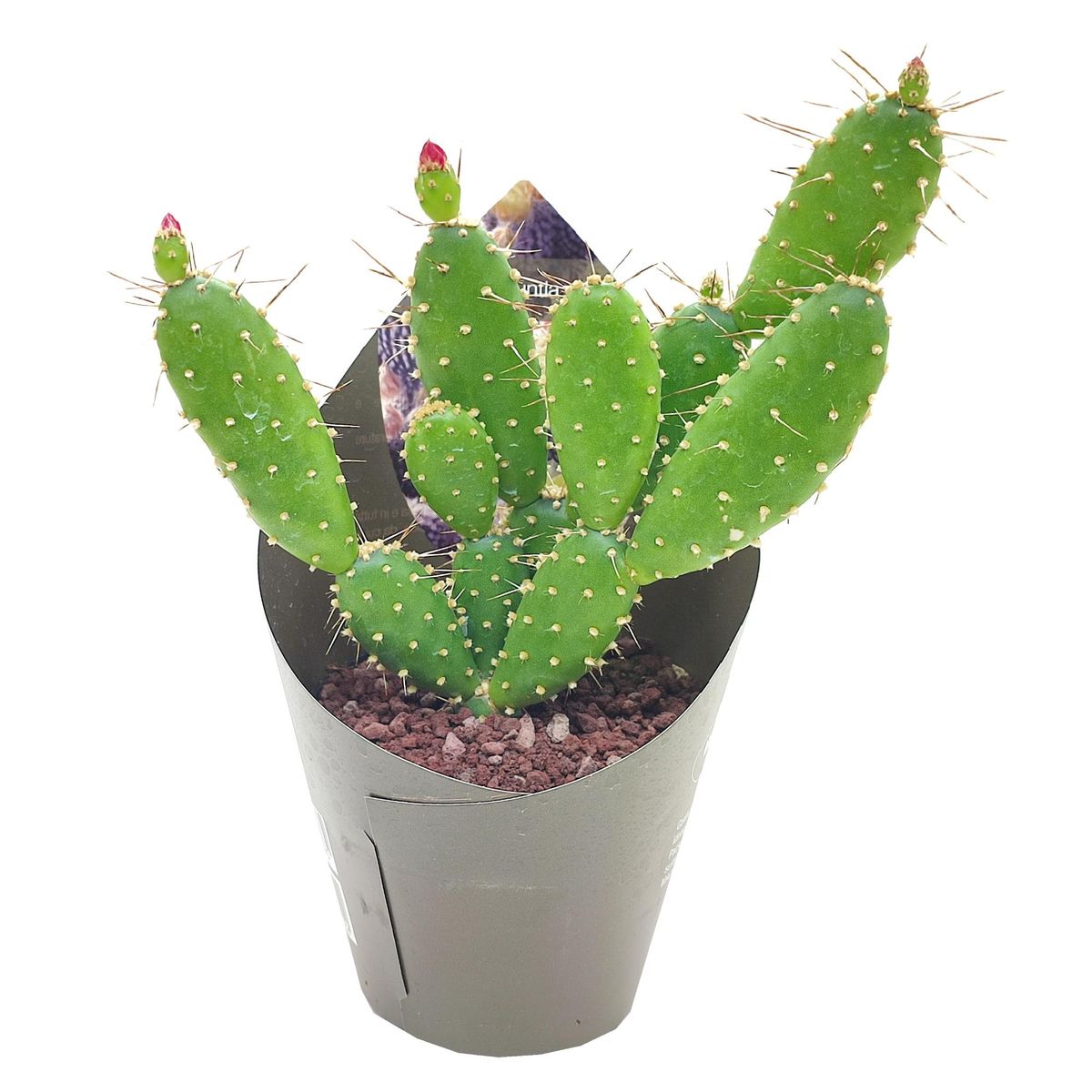 Opuntia quitensis — Plant Wholesale FlorAccess