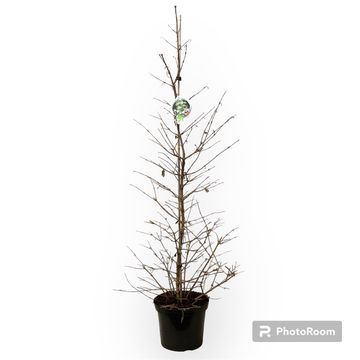 Viburnum plicatum KILIMANDJARO