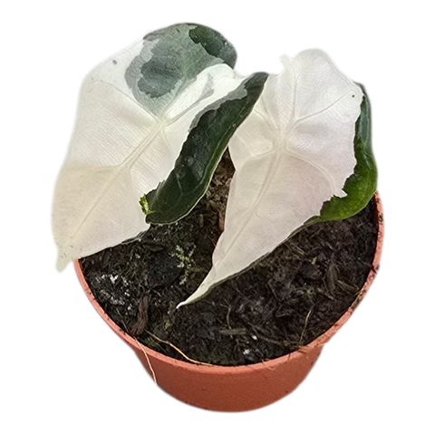 Alocasia 'Polly Pink Lava'