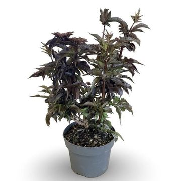 Sambucus nigra BLACK TOWER