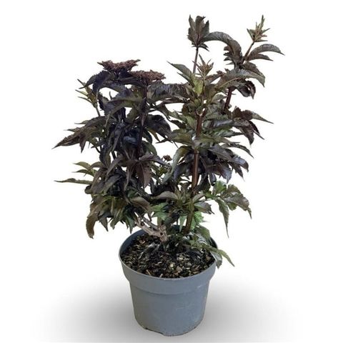 Sambucus nigra BLACK TOWER