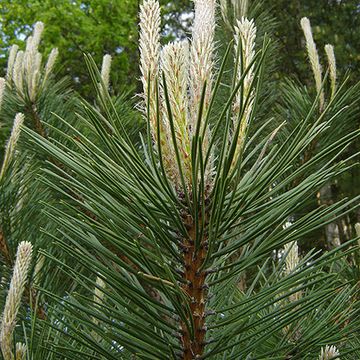 Pinus nigra nigra