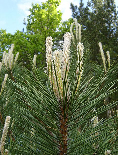 Pinus nigra nigra