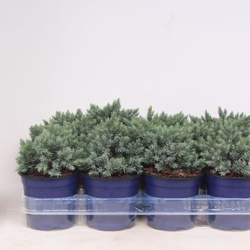 Juniperus squamata 'Blue Star'
