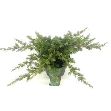 Juniperus conferta 'Schlager'