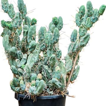 Trichocereus bridgesii monstruosus