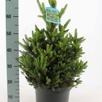 Picea abies 'Will's Zwerg'