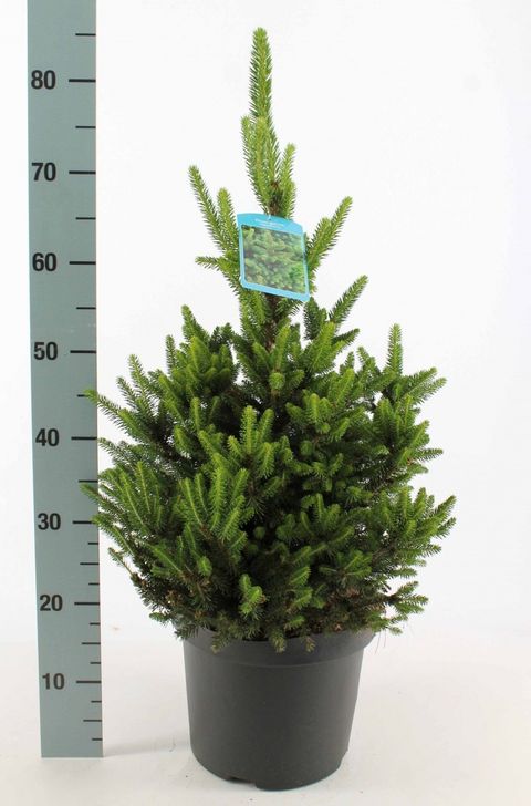 Picea abies 'Will's Zwerg'