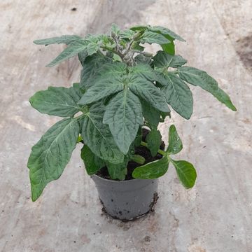 Solanum lycopersicum 'Tartufo Micro'