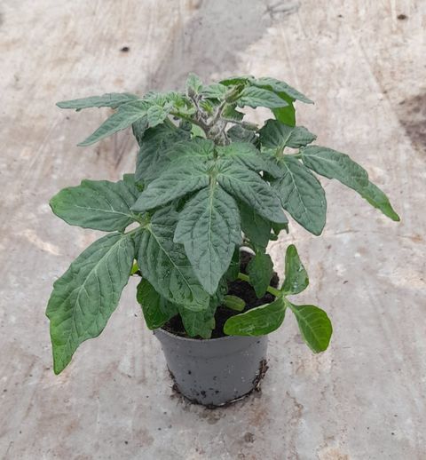 Solanum lycopersicum 'Tartufo Micro'