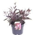 Gaura lindheimeri GAUDI ROSE