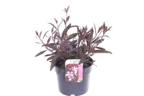 Gaura lindheimeri GAUDI ROSE