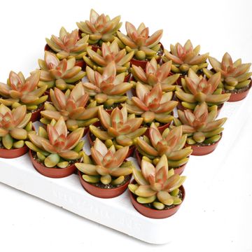 Sedum adolphii