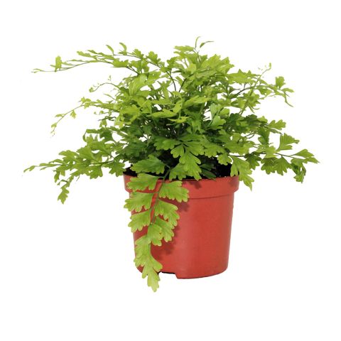 Asplenium bulbiferum 'Suze'